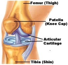 Knee Anatomy